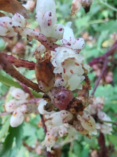 Cuscuta japonica, 2026-09-26