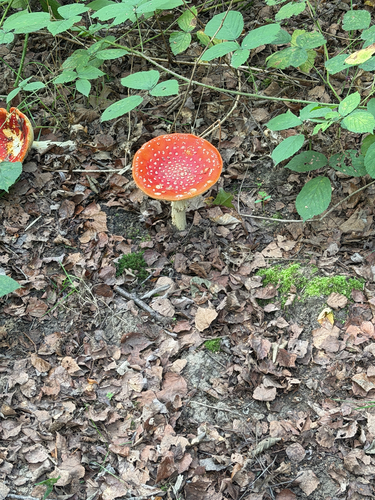 Fly Agaric