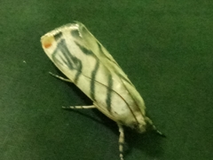 Dichogama decoralis