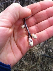 Amelanchier × lamarckii