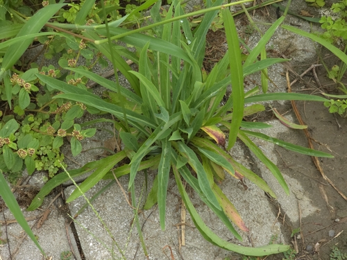 Ixeris chinensis