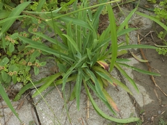 Ixeris chinensis