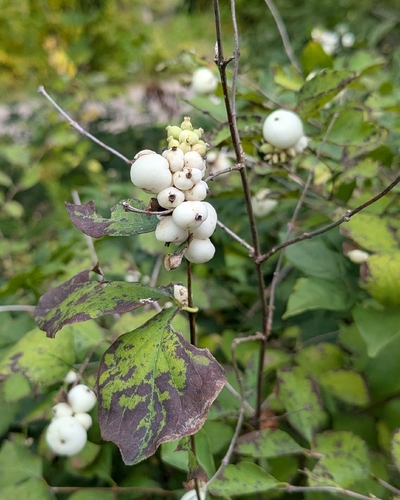Common Snowberry