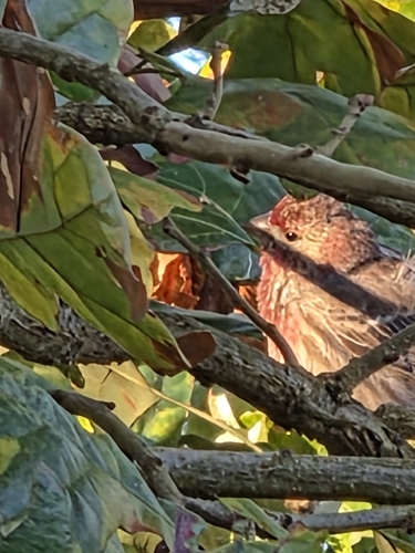 House Finch
