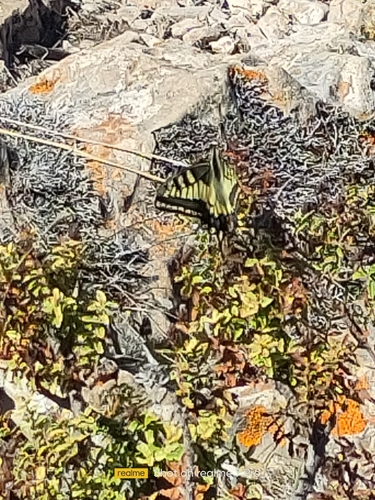 Old World Swallowtail