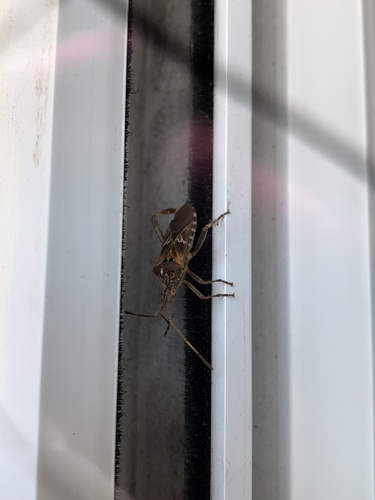 Western Conifer Seed Bug