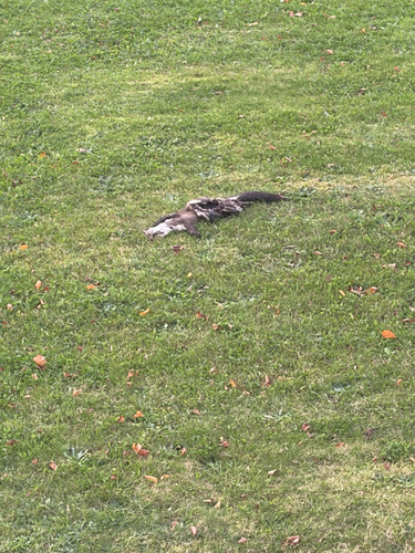 Stone Marten