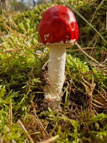 Fly Agaric