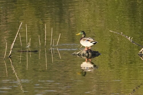 Mallard