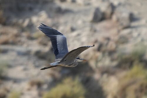Grey Heron
