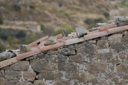 Little Owl