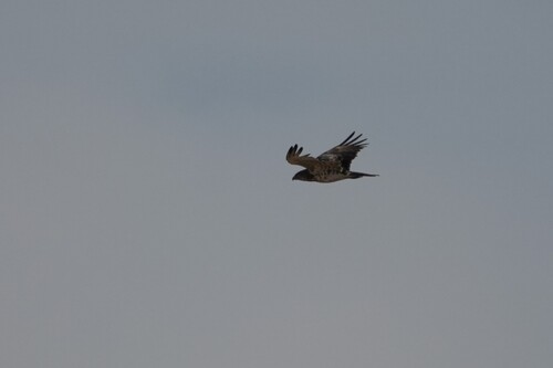 Short-toed Snake-Eagle