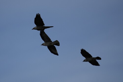 Eurasian Jackdaw