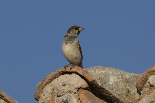 House Sparrow