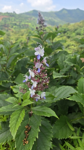 Rotheca serrata observed 2026-09-26