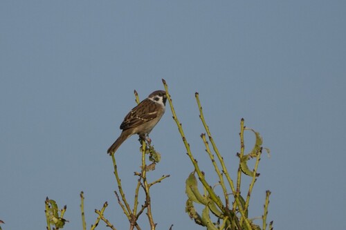 Eurasian Tree Sparrow