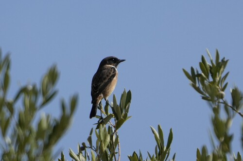 European Stonechat