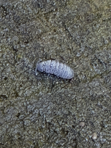 Tetrodontophora bielanensis