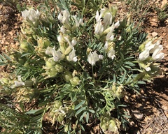 Oxytropis caespitosa