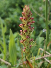 Disa bracteata, photograph (c) Jeanette Clarke, some rights reserved (CC BY-SA)