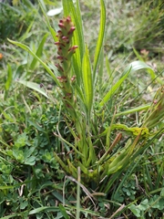 Disa bracteata, photograph (c) Jeanette Clarke, some rights reserved (CC BY-SA)