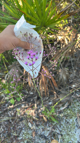 Pineland Purple