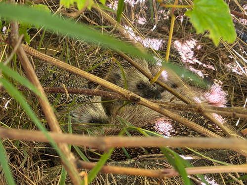 Common Hedgehog