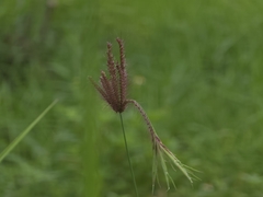 Chloris barbata