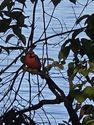 Northern Cardinal