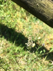 Alopecurus pratensis