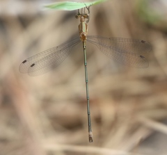 Lestes forficula