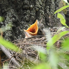 Turdus pilaris