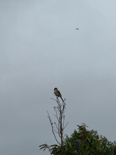 Brown Shrike