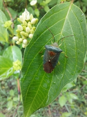 Acanthosoma denticaudum