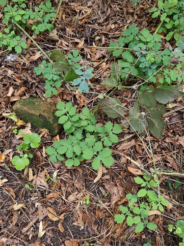 Greater celandine