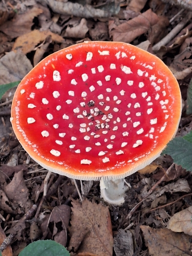 Fly Agaric