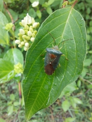 Acanthosoma denticaudum