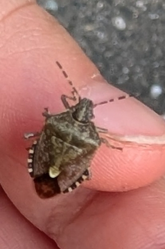 Sloe Bug