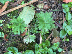 Ranunculus acris