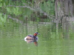 Tachybaptus ruficollis