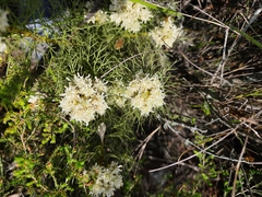 Serruria glomerata