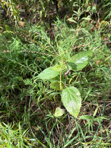 Verbena urticifolia
