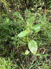 Verbena urticifolia