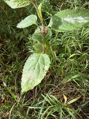 Verbena urticifolia, photograph (c) Kate Kelly, some rights reserved (CC BY)