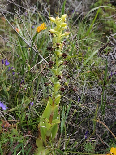 Satyrium odorum, photograph 2