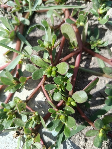 Common Purslane