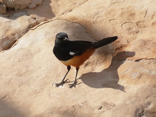iNaturalist image