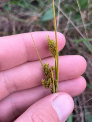 Cyperus schweinitzii, photograph author not stated, no rights reserved