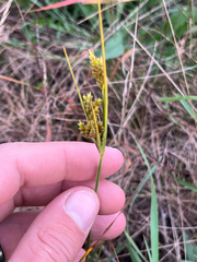 Cyperus schweinitzii