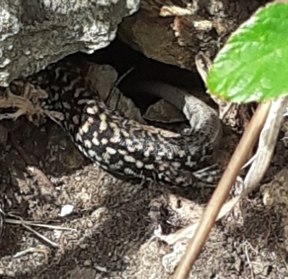 Common Wall Lizard
